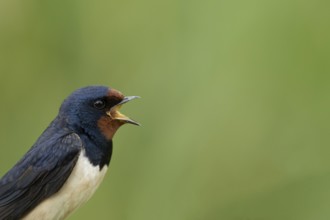Barn swallow (Hirundo rustica) adult bird singing in summer, England, United Kingdom