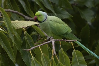 Ring-necked or Rose-ringed parakeet (Psittacula krameri) adult parrot bird in a Sweet chesnut tree