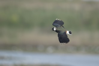 Northern lapwing (Vanellus vanellus) adult wading bird calling in flight in spring, RSPB Minsmere