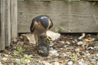 Eurasian sparrowhawk (Accipiter nisus) adult male bird of prey standing over its prey of a starling