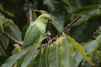 Ring-necked or Rose-ringed parakeet (Psittacula krameri) adult parrot bird feeding in a Sweet