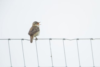Reed warbler (Acrocephalus scirpaceus) adult bird singing from a metal fence in summer, England,