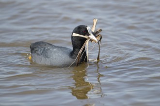 Eurasian coot (Fulica atra) adult water bird with nest material in its beak in spring, RSPB
