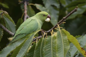 Ring-necked or Rose-ringed parakeet (Psittacula krameri) adult parrot bird feeding in a nut of a