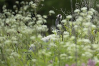 Common crane (Grus grus) adult bird in marshland in spring, England, United Kingdom