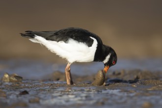 Eurasian oystercatcher (Haematopus ostralegus) adult wading bird feeding on a mussel shell on a