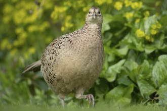 Common pheasant (Phasianus colchicus) adult female game bird on a garden grass lawn, England,