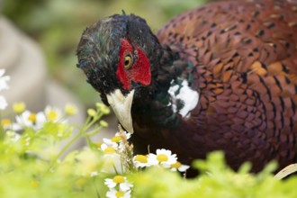 Common pheasant (Phasianus colchicus) adult male game bird amongst garden daisy flowers, England,