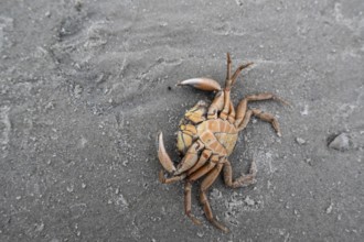 Edible crab (Cancer pagurus) on the North Sea beach, Langeoog, Lower Saxony, Germany