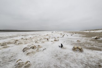 North Sea beach with cockles (Cerastoderma edule) in the snow, Langeoog, Lower Saxony, Germany