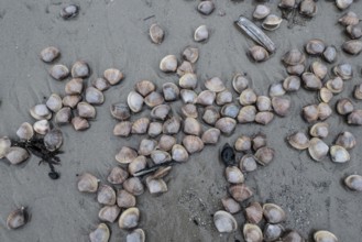 Large pepper mussels (Scrobicularia plana) on the beach, Langeoog, Lower Saxony, Germany