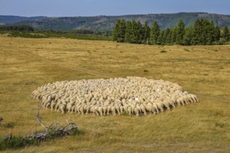 Schleiden, North Rhine-Westphalia, Germany — Eifel National Park. Herds of sheep on the Dreiborn