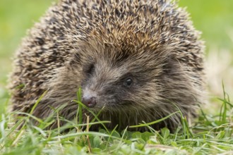 European hedgehog (Erinaceus europaeus) adult animal on a garden grass lawn in summer, England,