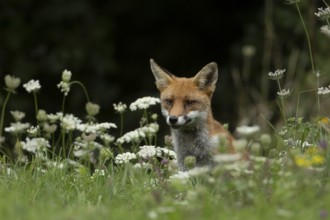 Red fox (Vulpes vulpes) adult animal amongst wildflowers in countryside grassland in summer,