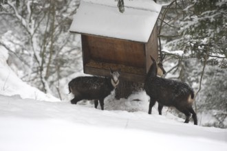 Chamois (Rupicapra rupicapra) or chamois, goat with fawn feeding in the mountains, Kalkalpen