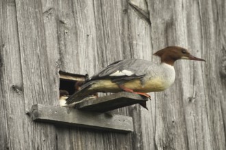Goosander (Mergus merganser) female at the breeding den in a field barn, a few seconds in front of