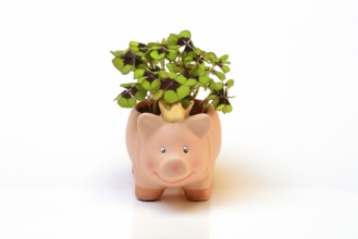 Ceramic lucky pig with shamrock plant