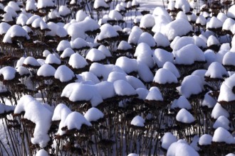 Snow on plants in a garden, Germany