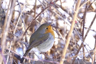 Robin on a branch, winter, Germany