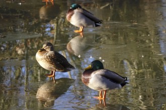 Ducks on a lake, winter, Germany