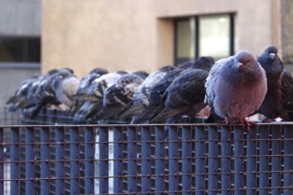 Pigeons in a city, winter, Germany