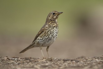 Song thrush (Turdus philomelos) adult garden bird in a woodland in spring, England, United Kingdom