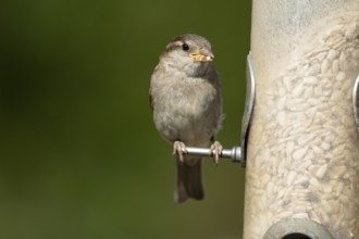 House sparrow (Passer domesticus) adult female garden bird feeding on sunflower seed hearts from a