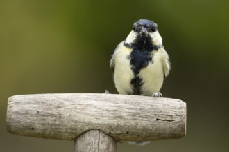 Great tit (Parus major) adult garden bird on a fork handle, England, United Kingdom