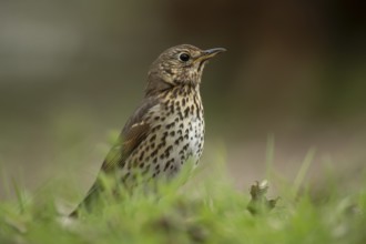 Song thrush (Turdus philomelos) adult garden bird on a grass lawn in spring, England, United