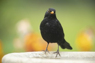 Eurasian blackbird (Turdus merula) adult male garden bird on a bird bath in summer, England, United