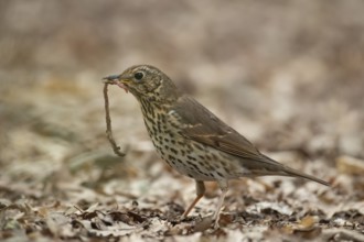 Song thrush (Turdus philomelos) adult garden bird with a worm for food in its beak in spring,