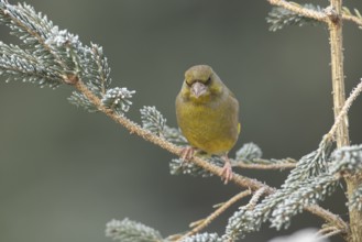 Eurasian greenfinch (Chloris chloris) adult garden bird on a frost covered Christmas spruce tree in