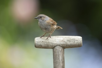 Dunnock or Hedge sparrow (Prunella modularis) adult garden bird on a fork handle in summer,