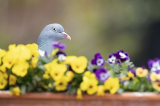 Wood pigeon (Columba palumbus) adult garden bird on a plant pot with Pansy or Viola flowers in