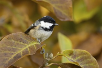 Coal tit (Periparus ater) adult garden bird in a Magnolia tree with autumn colour leaves, England,