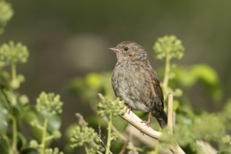 Dunnock or Hedge sparrow (Prunella modularis) adult garden bird in an Ivy tree in summer, England,