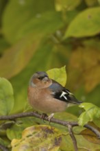 Eurasian chaffinch (Fringilla coelebs) adult male garden bird in a Magnolia tree with autumn colour