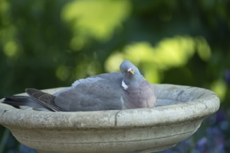 Wood pigeon (Columba palumbus) adult garden bird bathing in a bird bath in summer, England, United