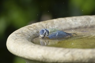 Blue tit (Cyanistes caeruleus) adult garden bird bathing in a bird bath in summer, England, United