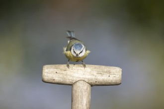Blue tit (Cyanistes caeruleus) adult garden bird on a fork handle in spring, England, United