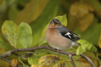 Eurasian chaffinch (Fringilla coelebs) adult male garden bird in a Magnolia tree with autumn colour