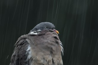 Wood pigeon (Columba palumbus) adult garden bird in a rain storm in summer, England, United Kingdom