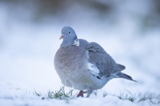 Wood pigeon (Columba palumbus) adult garden bird on snow in winter, England, United Kingdom
