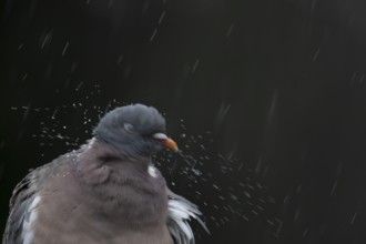 Wood pigeon (Columba palumbus) adult garden bird shaking its head in a rain storm in summer,