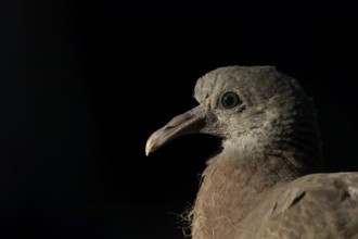 Wood pigeon (Columba palumbus) juvenile squab garden bird head portrait in summer, England, United