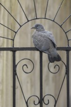 Wood pigeon (Columba palumbus) adult garden bird on a metal gate in summer, England, United Kingdom