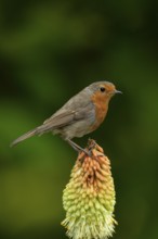 European robin (Erithacus rubecula) adult garden bird on a Red hot poker flower in summer, England,