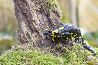 Fire salamander (Salamandra salamandra), climbing on a tree root, wildlife, close-up, Wilnsdorf,