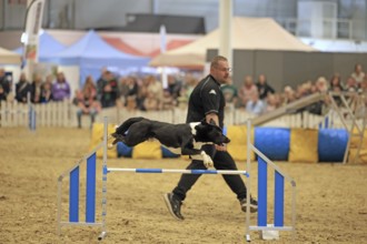 Agility, dog jumps over obstacle
