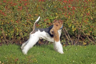 Wirehaired Fox Terrier